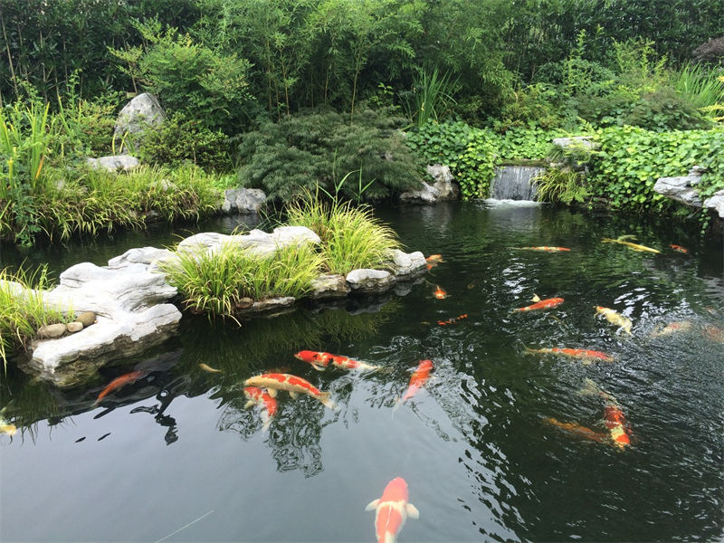 南通锦鲤鱼池