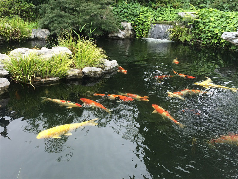 南通锦鲤鱼池